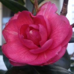 Location: My garden, Pequea, Pennsylvania USA
Date: 2018-03-04
First camellia bloom in my garden in 2018: March 4