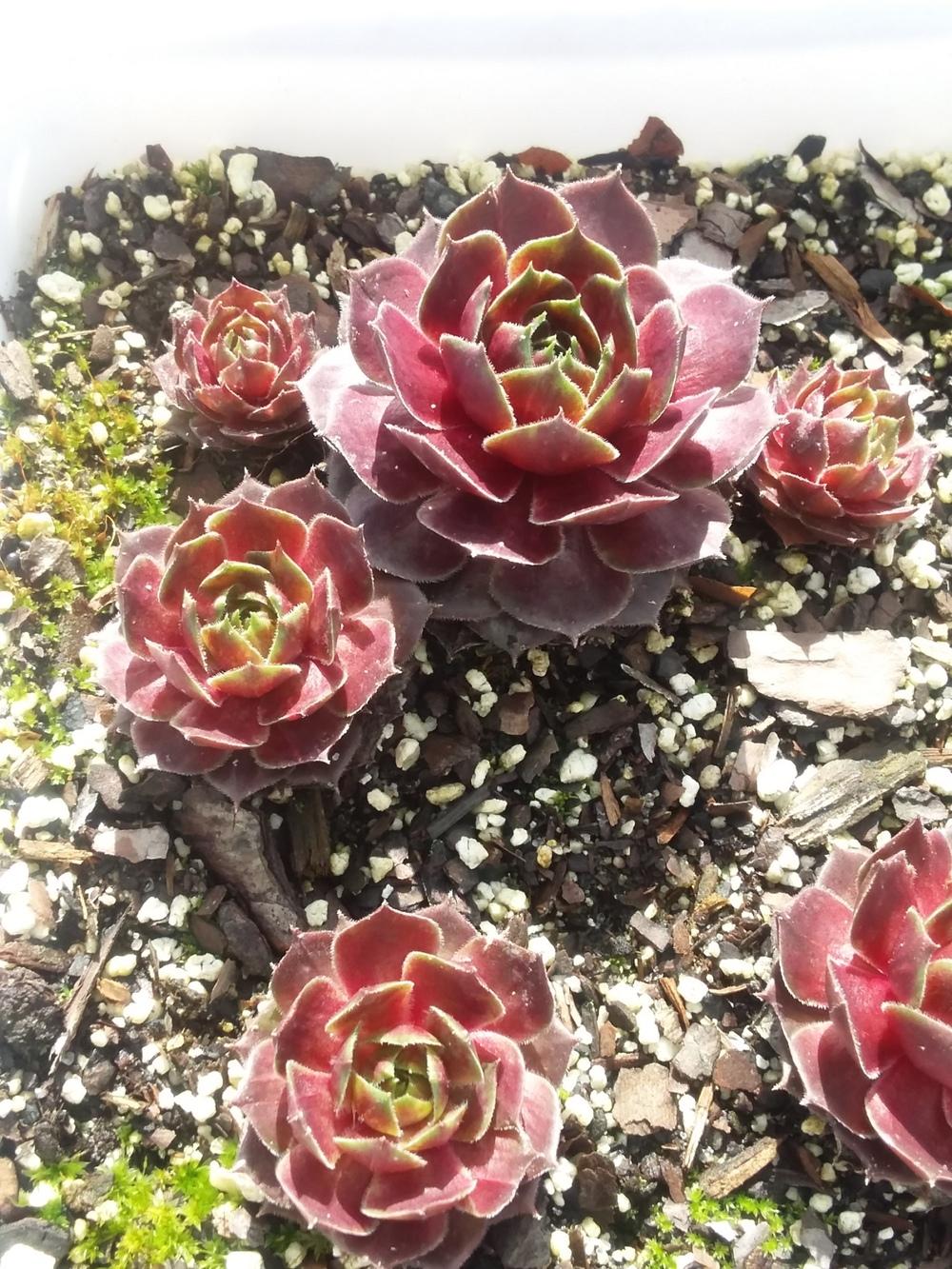 Photo of Hen and Chicks (Sempervivum 'Pacific Drama') uploaded by jkbingh
