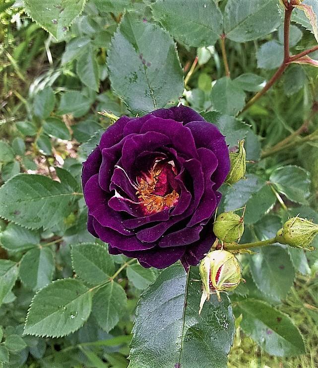 Photo of Rose (Rosa 'Midnight Blue') uploaded by manueldalmeida