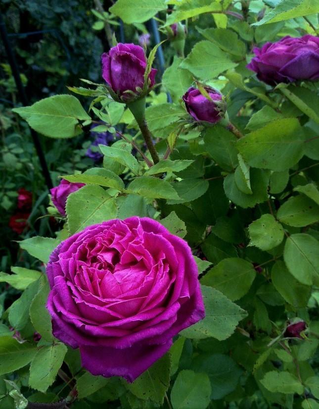 Photo of Rose (Rosa 'Reine Victoria') uploaded by manueldalmeida