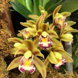 Location: Tampa Orchid Show
Date: 2018-03-02