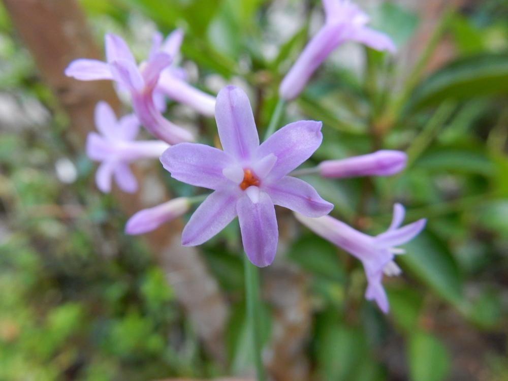 Photo of Society Garlic (Tulbaghia violacea) uploaded by tofitropic