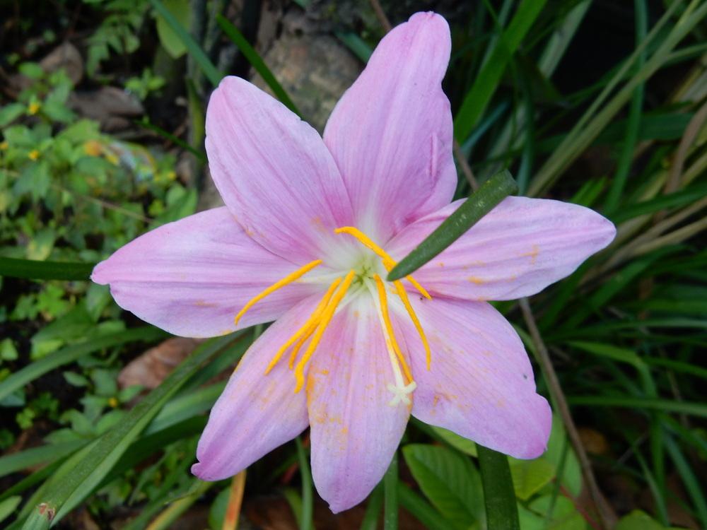 Photo of Zephyr Lily (Zephyranthes rosea) uploaded by tofitropic