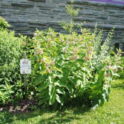 Location: Wayne, Pennsylvania
Date: 2017-06-24
milkweeds planted in a butterfly garden