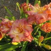 Photo Courtesy of Lobo Rose and Daylily Gardens. Used with Permis