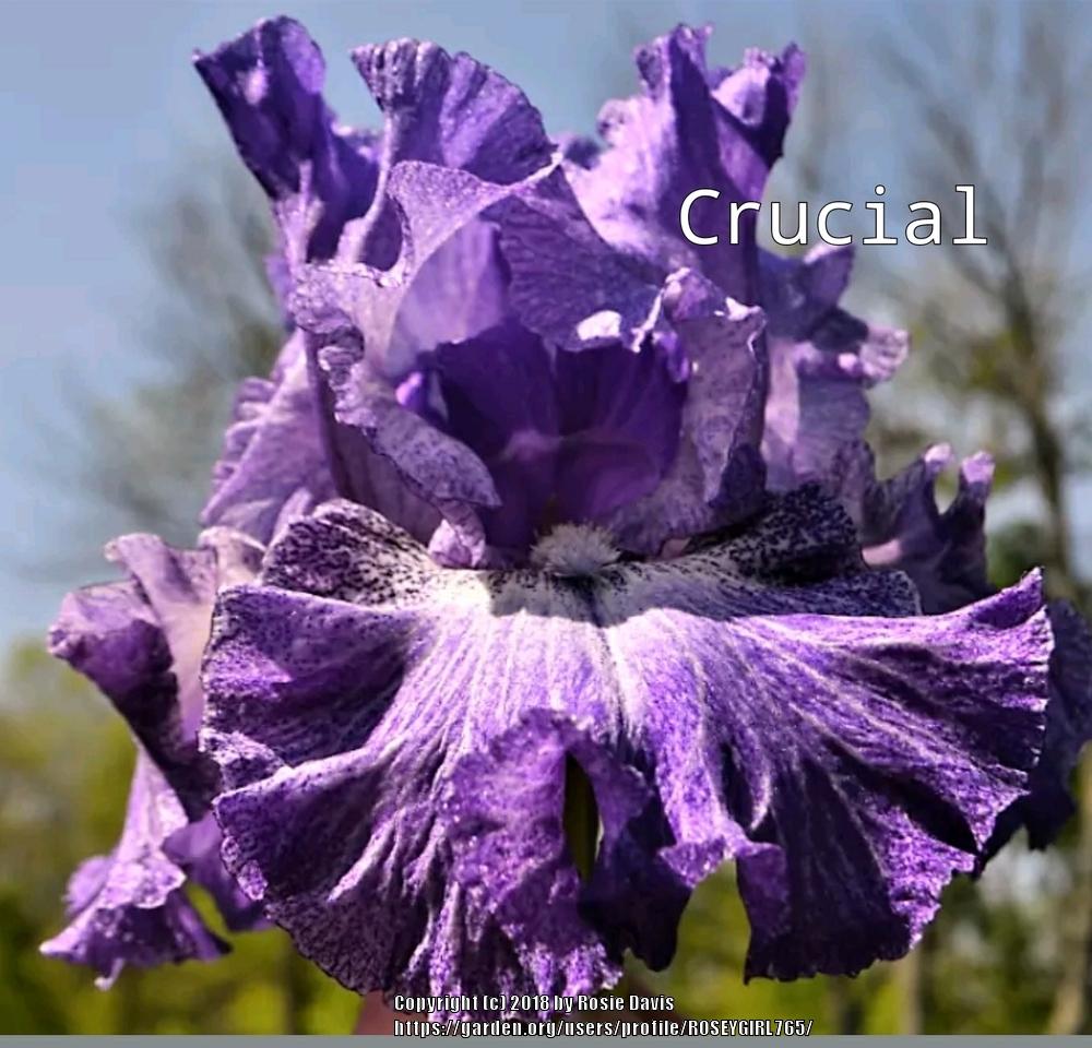 Photo of Tall Bearded Iris (Iris 'Crucial') uploaded by ROSEYGIRL765