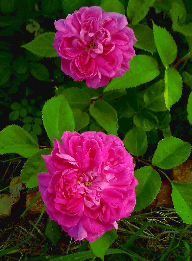 Photo of Portland Rose (Rosa 'Rose de Rescht') uploaded by manueldalmeida