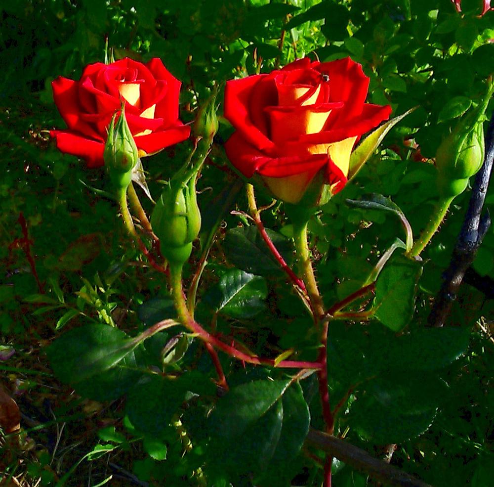 Photo of Floribunda Rose (Rosa 'Ketchup & Mustard') uploaded by manueldalmeida
