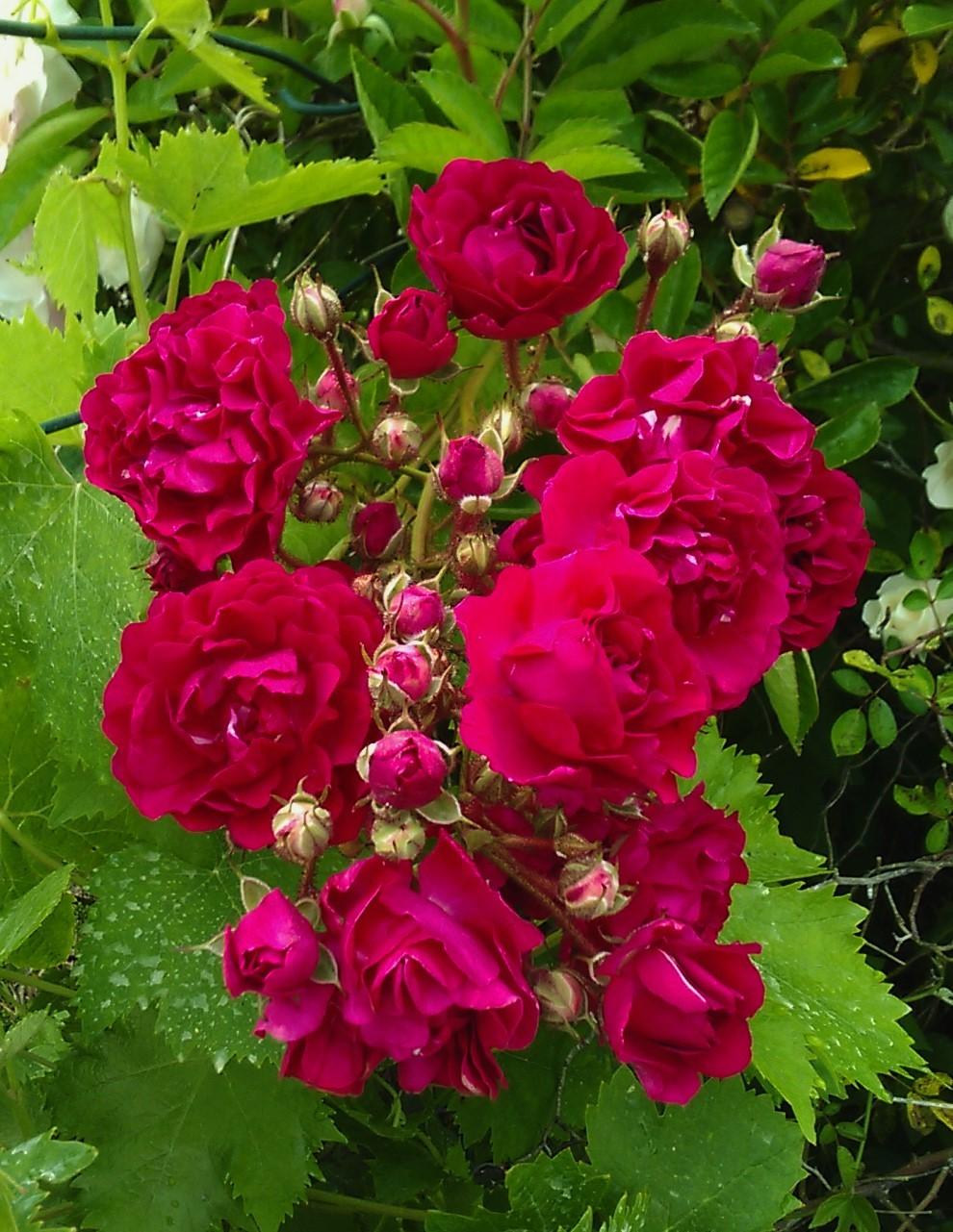 Photo of Rose (Rosa 'Crimson Rambler') uploaded by manueldalmeida