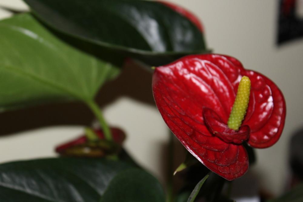 Photo of Anthuriums (Anthurium) uploaded by moth