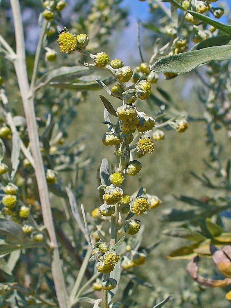 Photo of Absinthe (Artemisia absinthium) uploaded by robertduval14