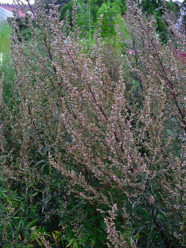 Photo of Mugwort (Artemisia vulgaris) uploaded by robertduval14