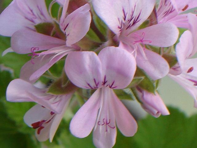 Photo of Grapeleaf Geranium (Pelargonium vitifolium) uploaded by Fabian2401