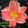 Photo Courtesy of Lobo Rose and Daylily Gardens. Used with Permis