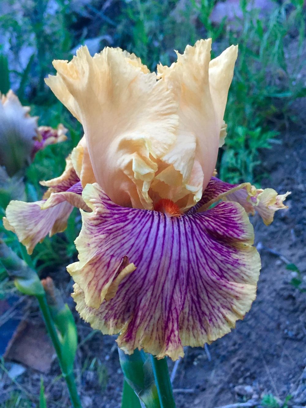Photo of Tall Bearded Iris (Iris 'Jeanne Clay Plank') uploaded by SpringGreenThumb