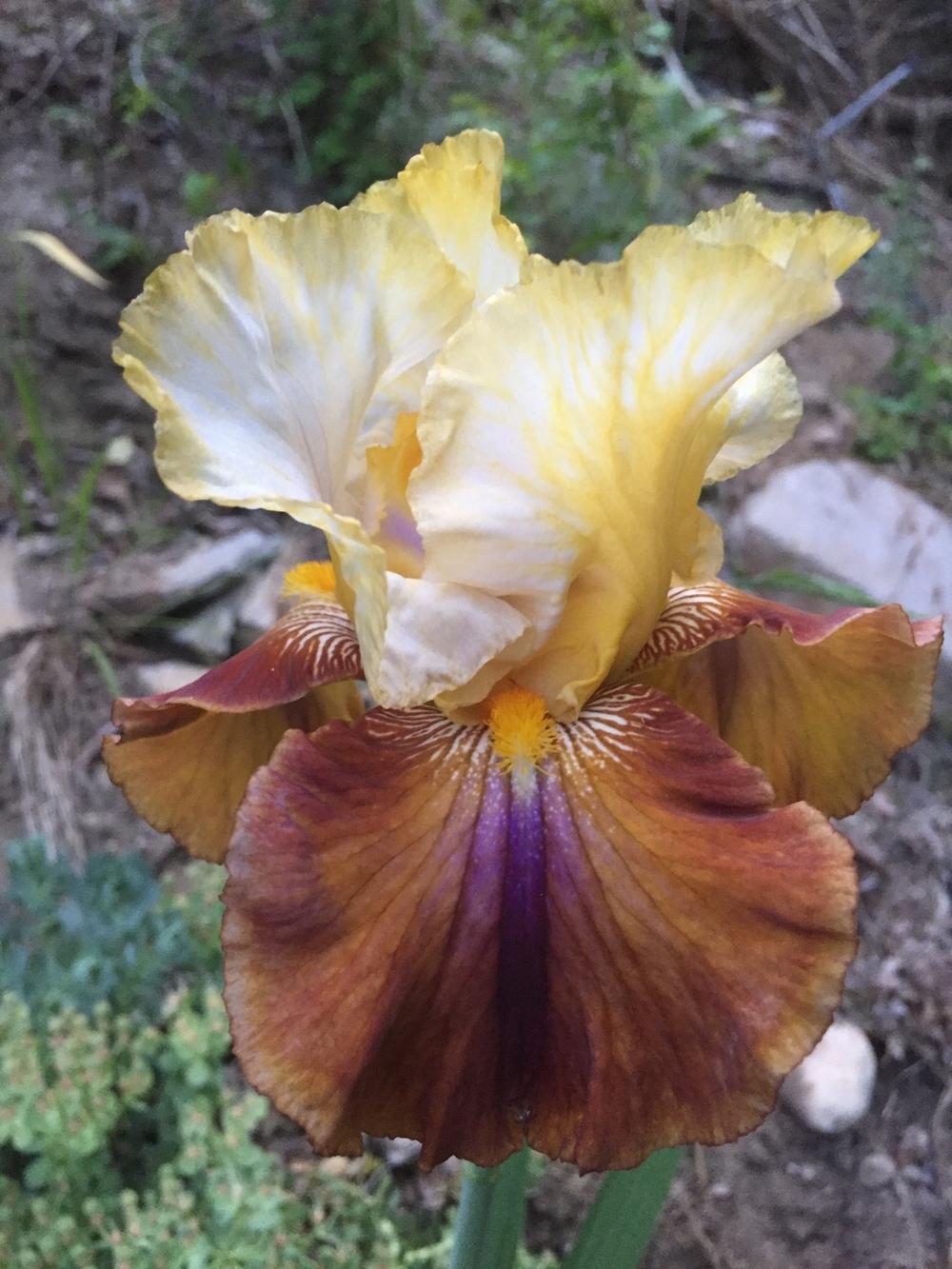 Photo of Tall Bearded Iris (Iris 'Mayan Mysteries') uploaded by SpringGreenThumb