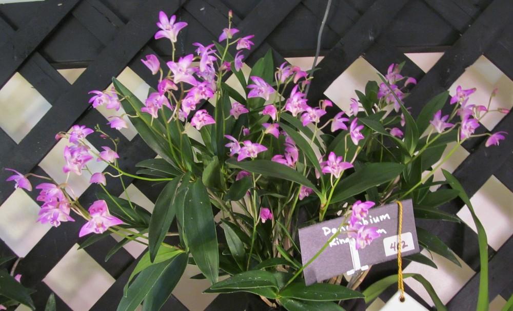 Photo of Orchid (Dendrobium kingianum) uploaded by Sscape