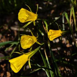 Location: Botanical Gardens of the State of Georgia...Athens, Ga
Date: 2018-03-03
Narcissus bulbocodium - Yellow Hoop Petticoat 001