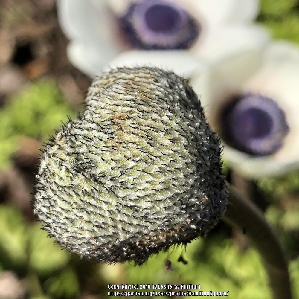 Photo of Poppy Anemone (Anemone coronaria) uploaded by HamiltonSquare