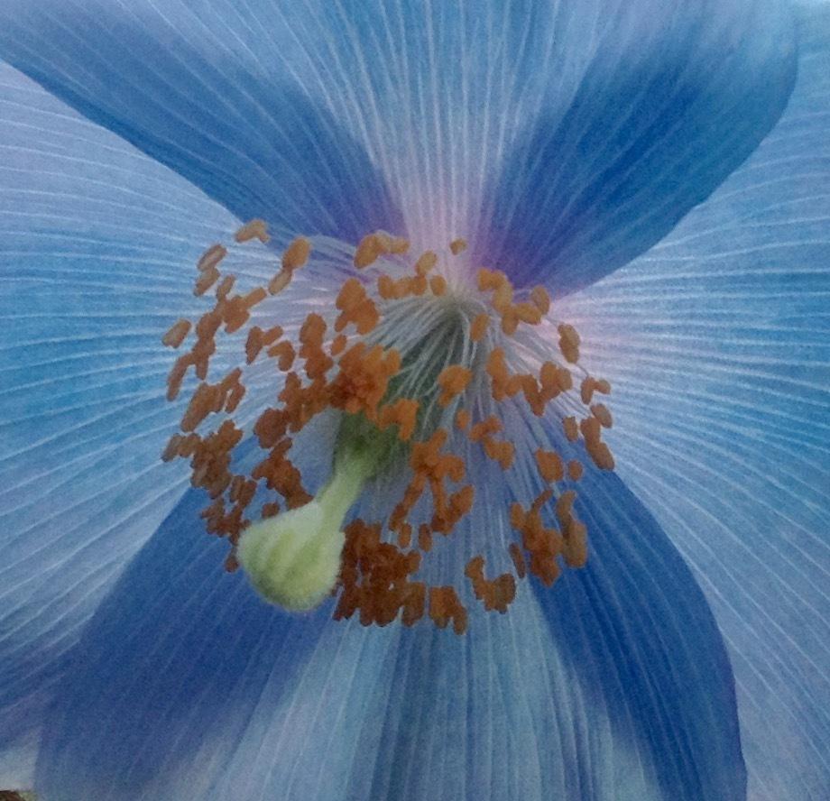 Photo of Poppy (Meconopsis 'Lingholm') uploaded by csandt