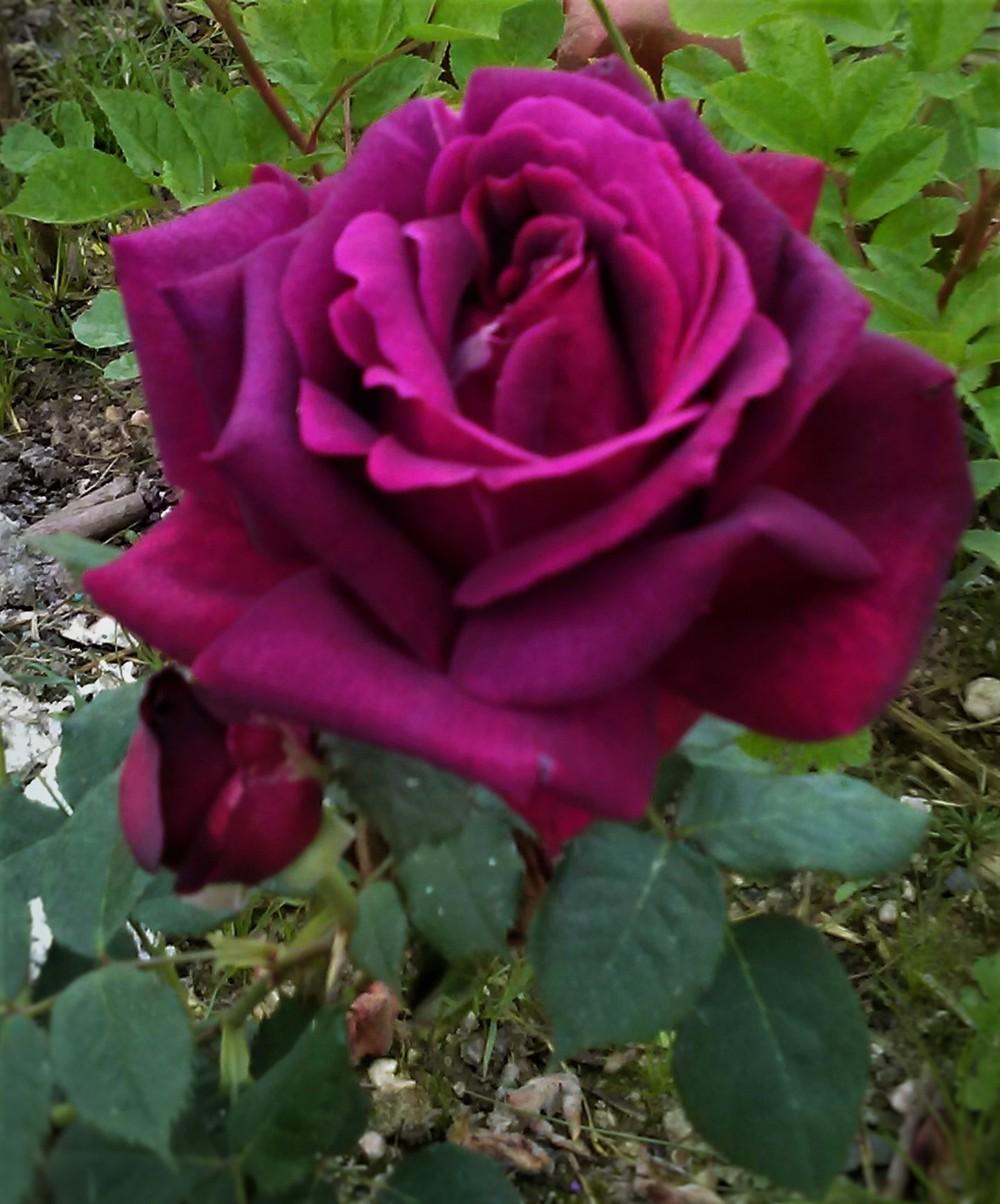 Photo of Rose (Rosa 'Stephens' Big Purple') uploaded by manueldalmeida