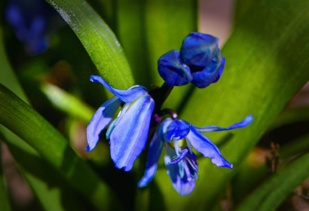 Photo of Siberian Squill (Scilla siberica) uploaded by dawiz1753