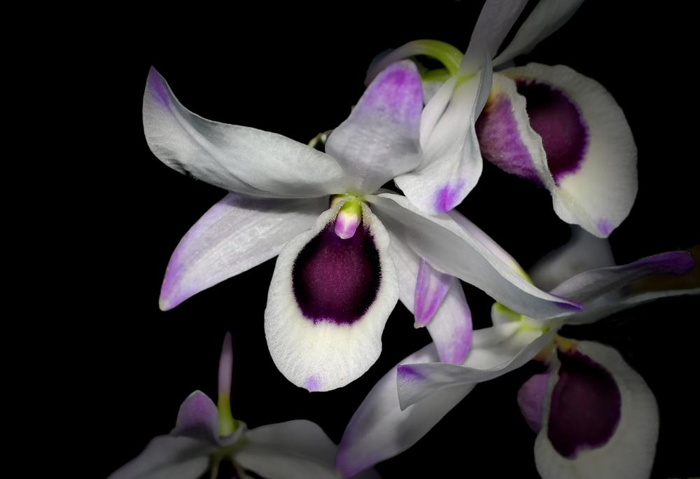 Photo of Orchid (Dendrobium nobile) uploaded by dawiz1753