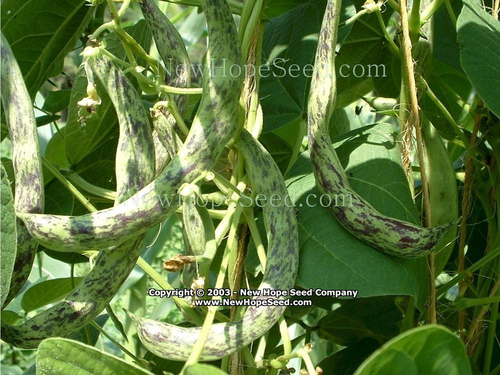 Photo of Pole Bean (Phaseolus vulgaris 'Uncle Steve's Italian Pole') uploaded by farmergrass