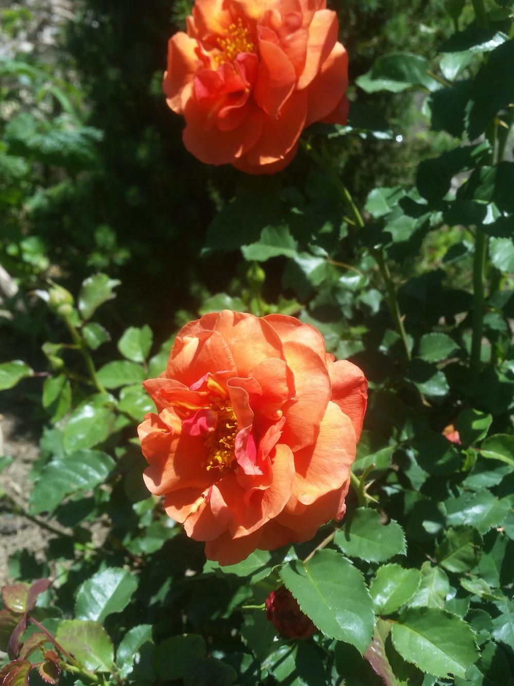 Photo of Rose (Rosa 'Foxy Lady') uploaded by gemini_sage