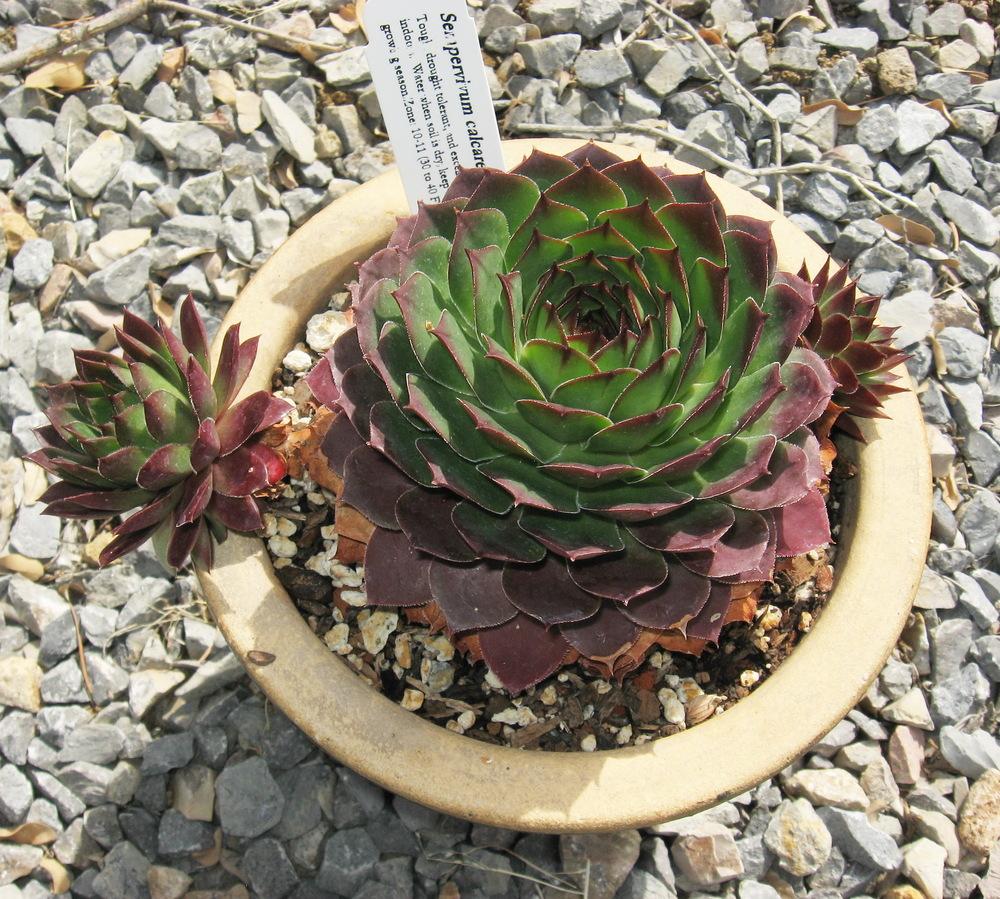 Photo of Hen and Chicks (Sempervivum calcareum) uploaded by plantmanager