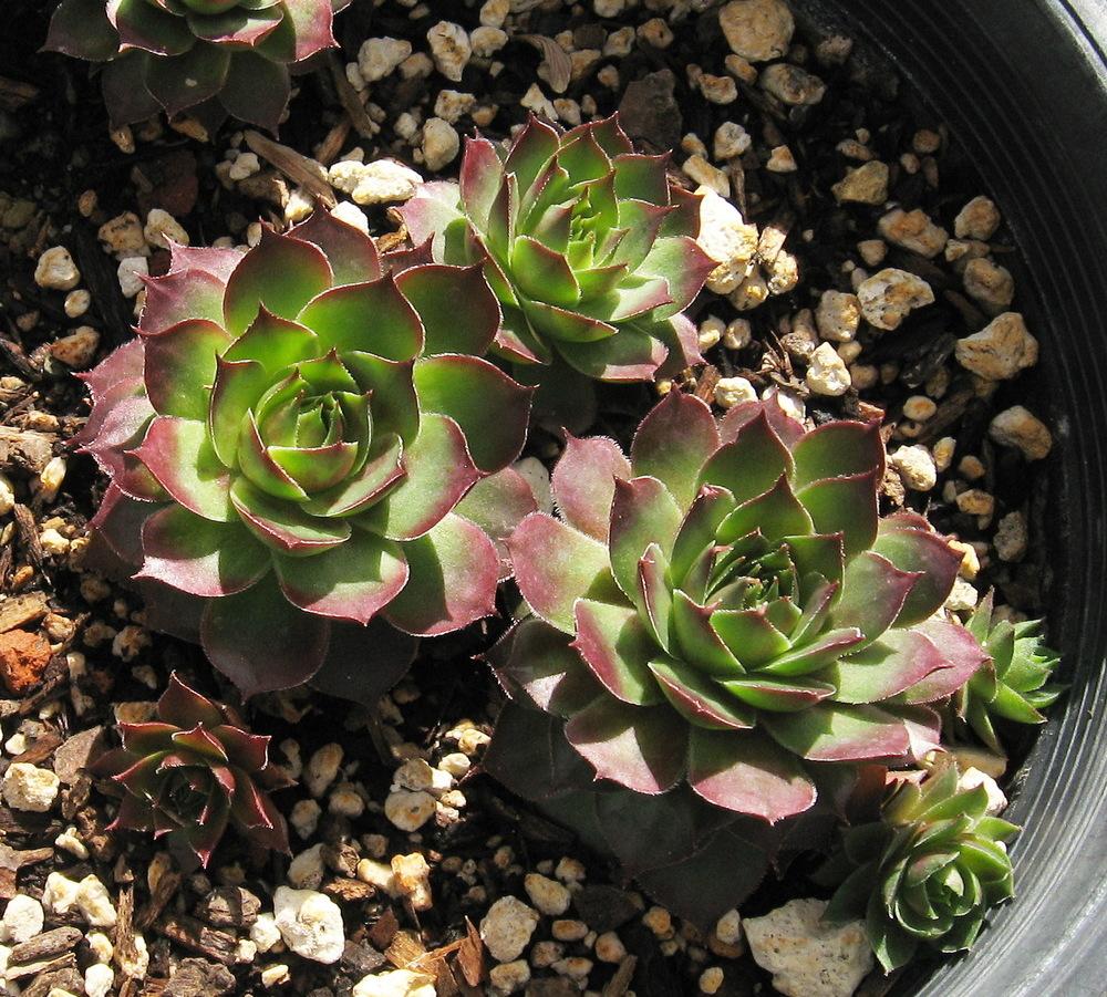 Photo of Hen and Chicks (Sempervivum 'Gay Jester') uploaded by plantmanager