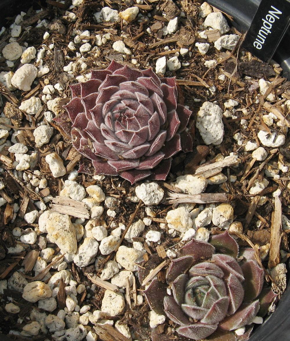 Photo of Hen and Chicks (Sempervivum 'Neptune') uploaded by plantmanager