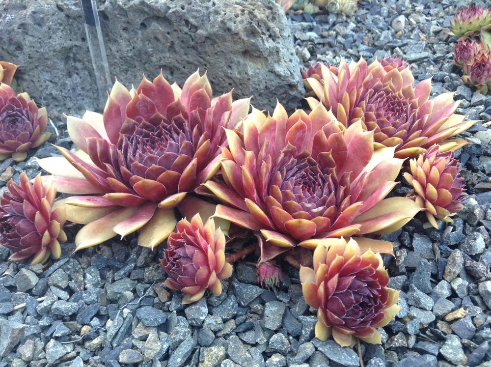 Photo of Hen and Chicks (Sempervivum 'Pepito') uploaded by tcstoehr