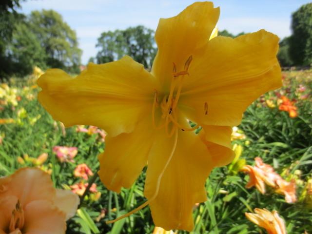 Photo of Daylily (Hemerocallis 'Reach for the Heavens') uploaded by Caruso