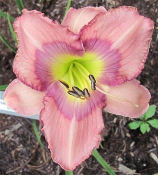 Photo of Daylily (Hemerocallis 'Pine Belt Rainbow') uploaded by Joy