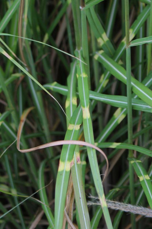 Photo of Zebra Grass (Miscanthus sinensis 'Zebrinus') uploaded by RuuddeBlock