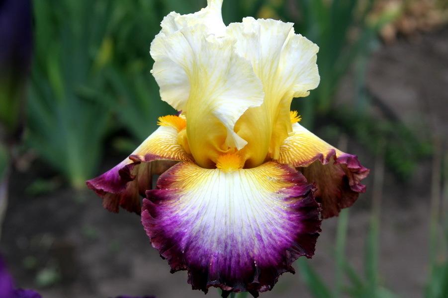 Photo of Tall Bearded Iris (Iris 'Starship Enterprise') uploaded by dimson67