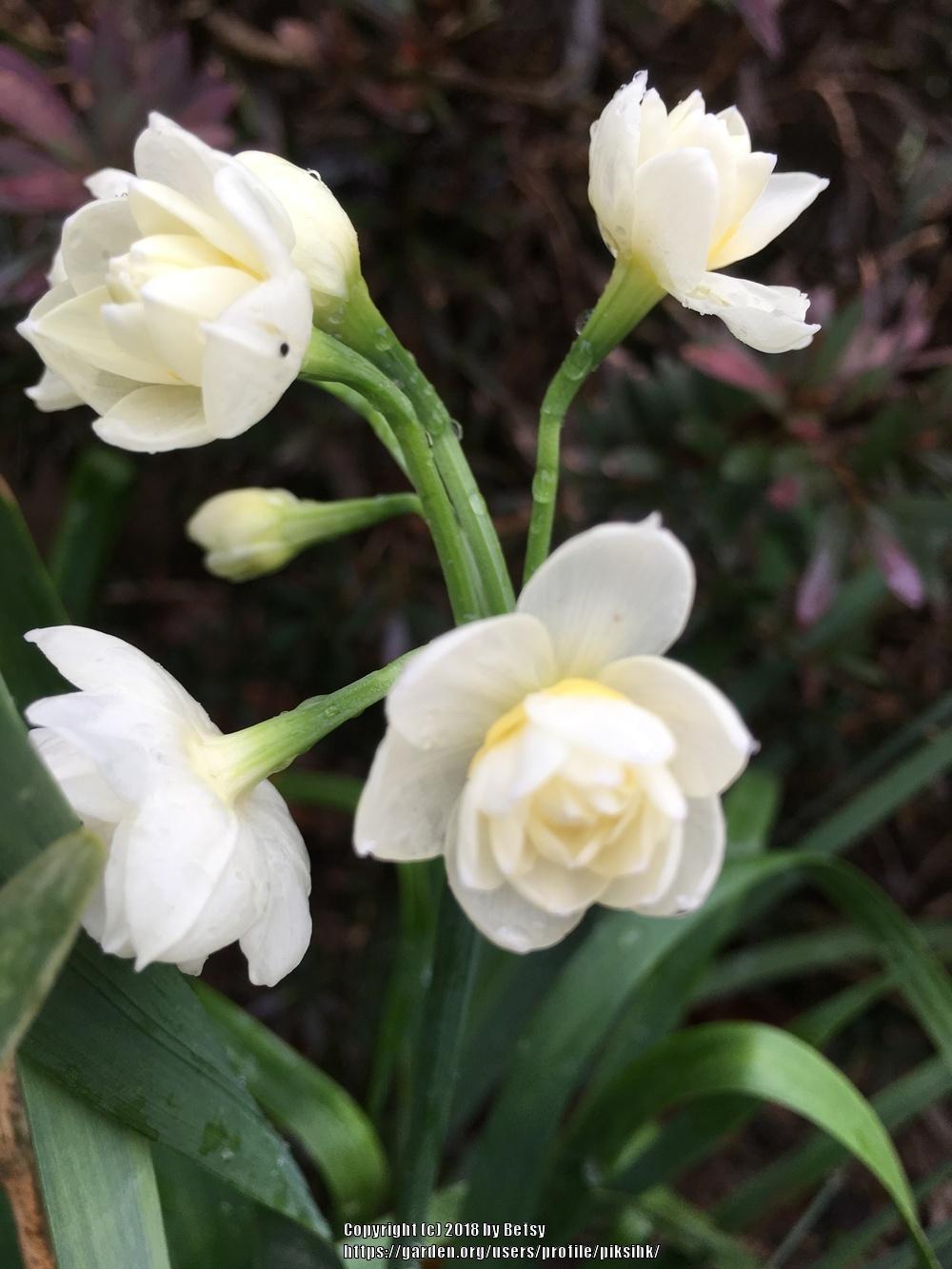 Photo of Double Daffodil (Narcissus 'Erlicheer') uploaded by piksihk