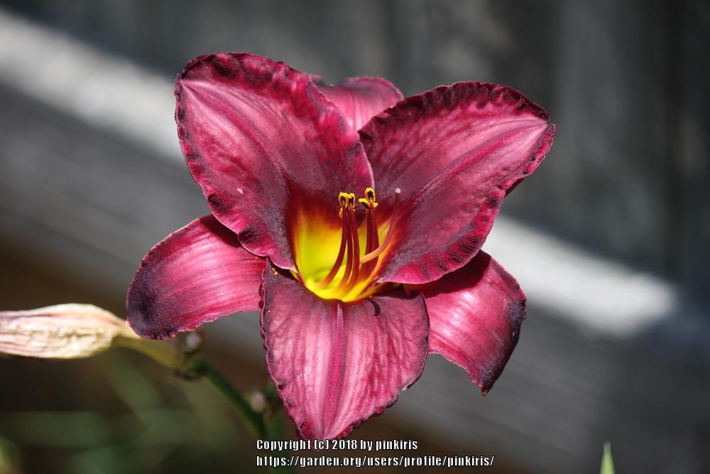 Photo of Daylily (Hemerocallis 'Raspberry Suede') uploaded by pinkiris