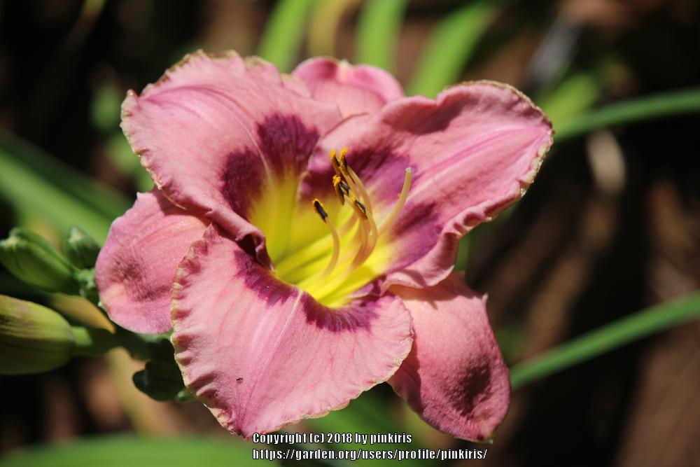 Photo of Daylily (Hemerocallis 'Always Afternoon') uploaded by pinkiris
