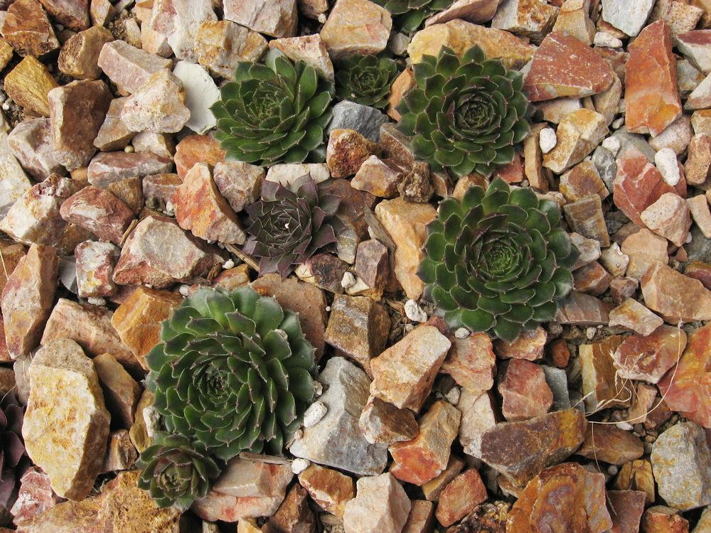 Photo of Hen and Chicks (Sempervivum 'Royal Opera') uploaded by plantmanager