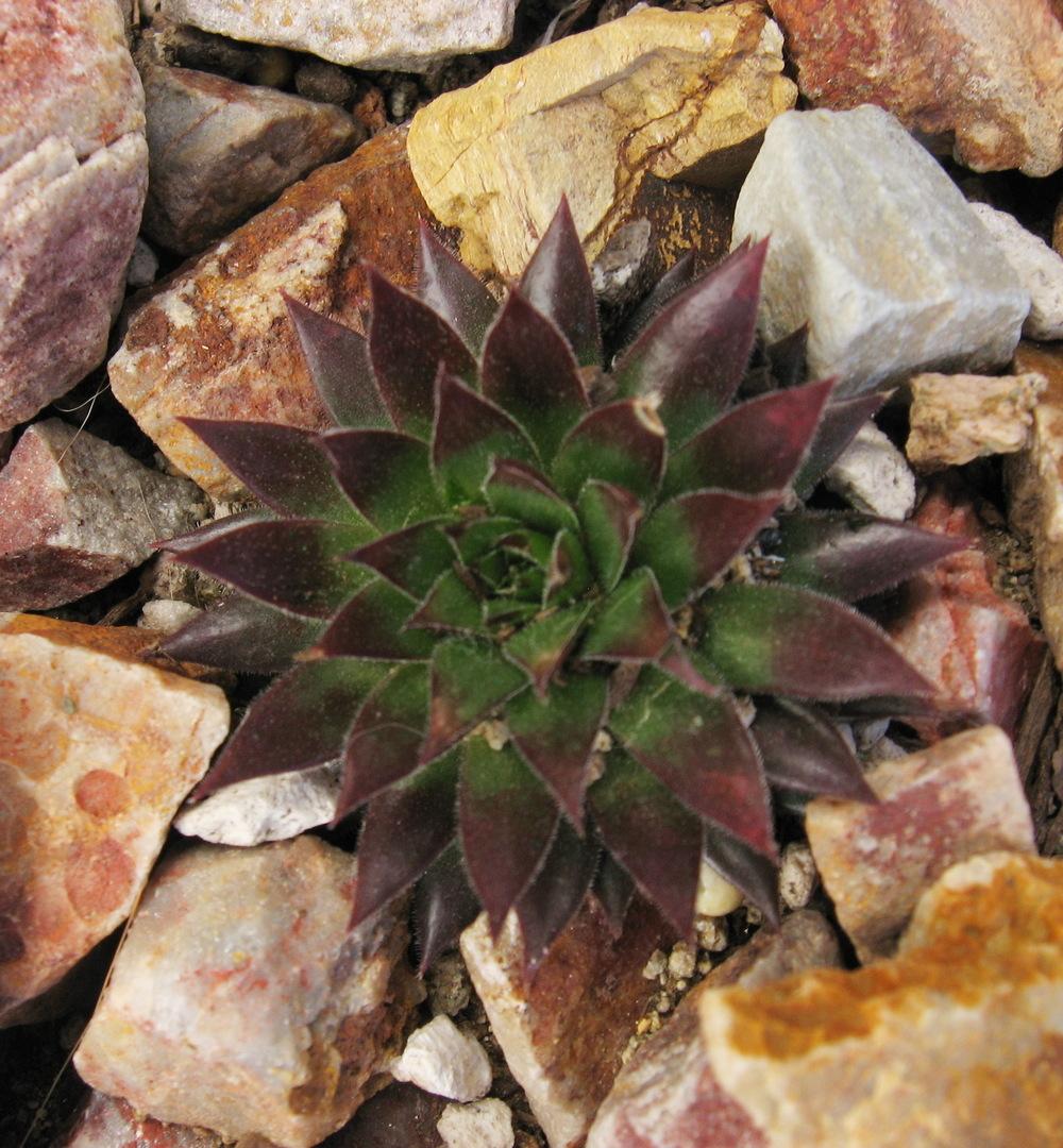 Photo of Rollers (Sempervivum globiferum subsp. hirtum 'from Baba Mare') uploaded by plantmanager