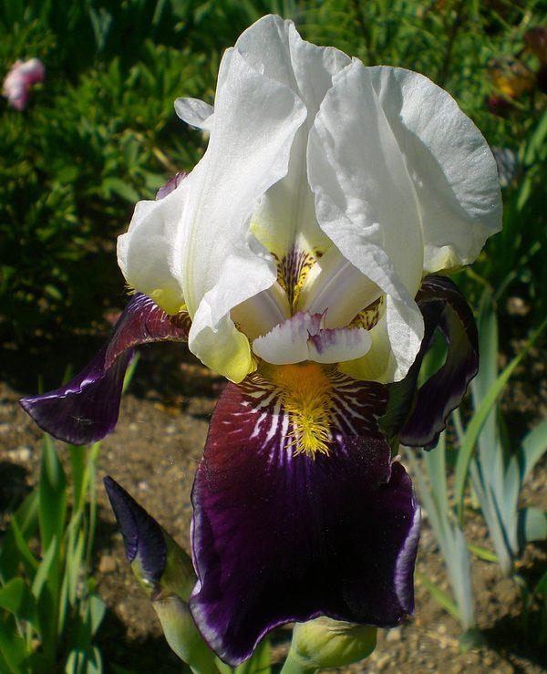 Photo of Tall Bearded Iris (Iris 'Bright Hour') uploaded by IrisP