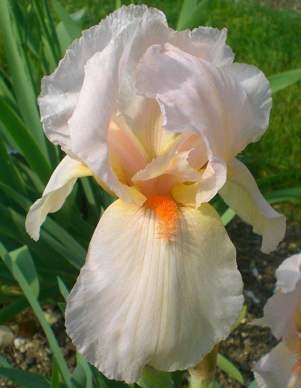 Photo of Tall Bearded Iris (Iris 'Cherie') uploaded by IrisP