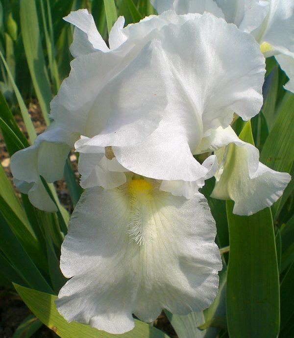 Photo of Tall Bearded Iris (Iris 'Brother Carl') uploaded by IrisP