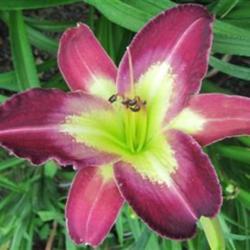 
Photo Courtesy of Lobo Rose and Daylily Gardens. Used with Permis