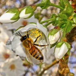 Location: Botanical Gardens of the State of Georgia...Athens, Ga
Date: 2018-03-10
Pollinating A Japanese Flowering Cherry Blossom 001