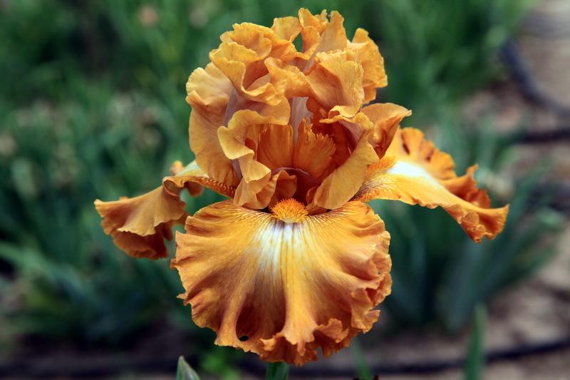 Photo of Tall Bearded Iris (Iris 'Juan Valdez') uploaded by dimson67