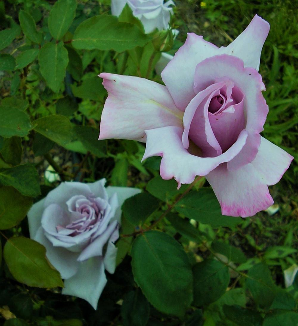 Photo of Rose (Rosa 'Neptune') uploaded by manueldalmeida