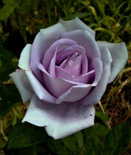 Photo of Rose (Rosa 'Neptune') uploaded by manueldalmeida